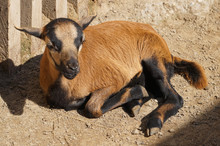 Young Goat Laying On A Ground