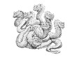 Lernaean Hydra - mythological creature. Multi headed dragon drawing. Fearsome monster.