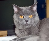 Fototapeta Koty - Grey and plush British cat