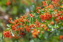Pyracantha Bush With Green Foliage And Orange Berries In Fall Garden