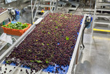 Fototapeta Tulipany - Fresh ripe red bing cherries in a packing warehouse
