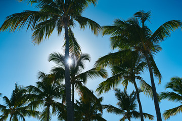 palm trees against blue sky