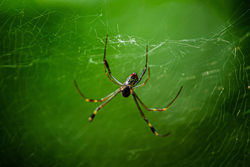 spider on web