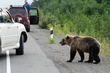 wild young terrible and hungry kamchatka brown bear (far eastern brown bear) walking on road and beg