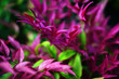 © Marianna Jaszczuk/ADDICTIVE STOCK - Various flowers growing in garden