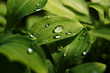 © Marianna Jaszczuk/ADDICTIVE STOCK - Water drops on green leaves