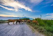 Cows Crossing A Rural Road