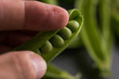 © Ramon Lopez/ADDICTIVE STOCK - Fingers opening a pea pod