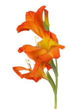 Gladiolus Flower Isolated