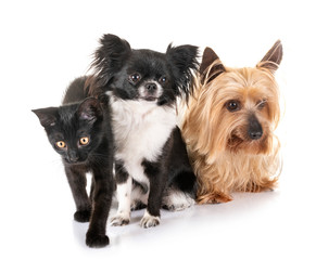 Poster - black kitten and little dogs