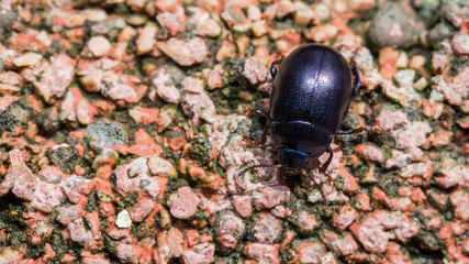 Wall Mural - Himmelblauer Blattkäfer auf buntem Kies