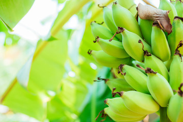 Cultivated banana, Fresh green raw banana on the tree.