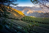 Fototapeta  - Oolong Tea Plantation, Alishan, Taiwan
