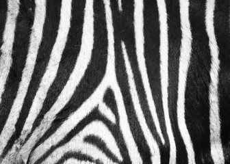 Wall Mural - Zebra Muster - Pattern E