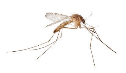 light brown isolated small mosquito