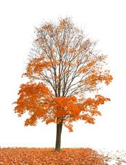 Canvas Print - dark orange maple and fall leaves on white