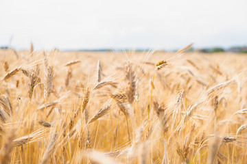 Beautiful gold wheat field on a hot summer day. Copy space