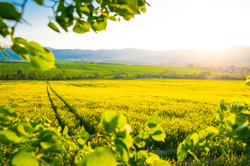 Road in Yellow colza field. Beautiful spring wallpaper