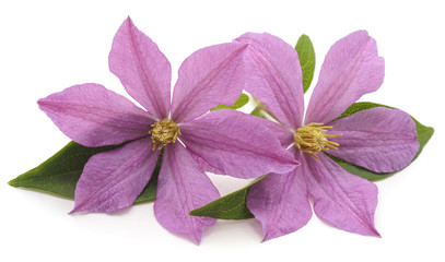 Poster - Purple clematis and leaves.