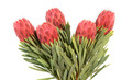 Protea flowers bunch. Blooming Red King Protea Plant over white background. Extreme closeup. Holiday gift, bouquet, buds. One Beautiful fashion flower macro shot. Valentine's Day gift