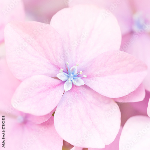 Beautiful pink hydrangea flowers background. Natural soft pattern, close up. ...