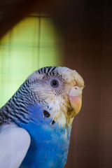 parrot in cage