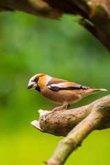 Wall Mural - Beautiful hawfinch male, Coccothraustes coccothraustes, songbird perched on wood