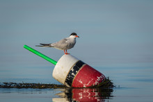 Arctic Tern (Sterna Paradisaea) On Red, White And Black Lobster Buoy On A Sunny Summer Morning, Muscongus Bay, Maine