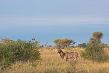 Greater Kudu, Tragelaphus Strepsiceros, Kruger National Park