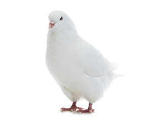 Sticker - white  dove isolated