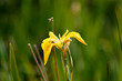 Beautiful yellow flower, Iris pseudacorus, yellow iris in bloom in Scotland, natural swamp