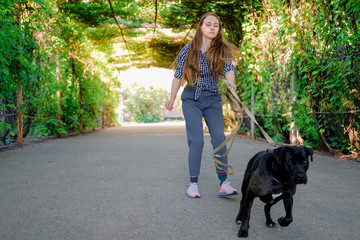 Wall Mural - Young girl is walking with her dog pulling the leash on asphalt sidewalk. Strong black labrador and stafford terrier mix breed in green summer park.