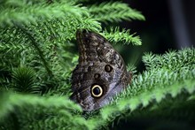 Owl Butterfly With Closed Wings