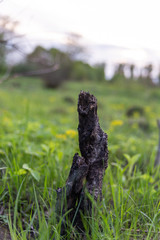 a dry wooden stick stuck on a field filled with sunlight in the summer evening