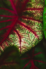 green and red leaves