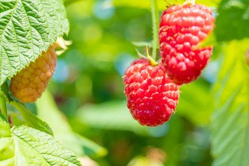 Wall Mural - ripe raspberry growing on a bush