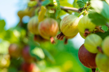 Wall Mural - ripe gooseberry on a branch