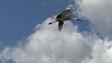 White Stork Smoothly Flies In The Clouds. Life Of Wild Birds In The Natural Environment. 