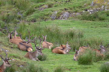 Wall Mural - Red deer, Cervus elaphus, hinds and stags resting/laying on the grass moorland during July in summer in Scotland.