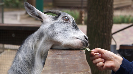 portrait of a young goatin zoo