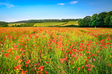 Canvas Print - Poppies in Hayfield at Corbridge, a hay meadow full of red poppies in summer near Corbridge in Northumberland, England