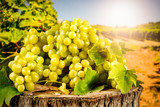 Fototapeta  - Grapes on wooden trunk in the beautiful sunny vineyard background