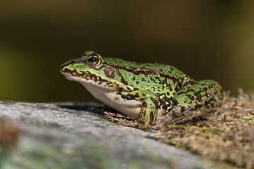 Wall Mural - Green european frog on a rock with dry moss on land facing left seen from low angle