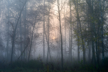  Sunrise in a foggy forest. Autumn landscape with rising sun and fog.