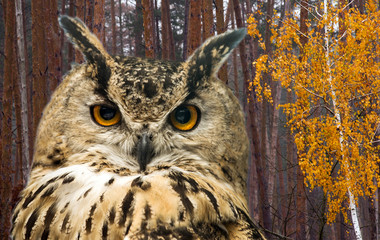 Wall Mural - The horned owl against the background of the autumn forest with pine trees and birch with yellow leaves.