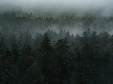 Fog In The Forest, Mystical Landscape