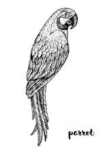 Ara Parrot Sketch, Vector Illustration. Hand Drawn Parrot Bird. Macaw Engraved Illustration. Hand Drawn Sketch.