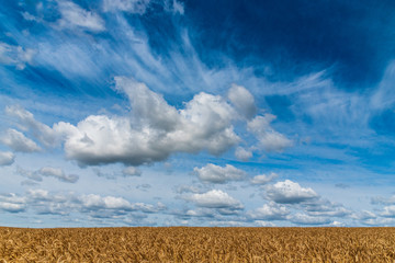 Beautiful clouds over a field of wheat.