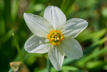 Wall Mural - Closeup Blooming wild narcissus in the mountains at springtime. Narcissus angustifolius. Narcissus angustifolius selective focus.