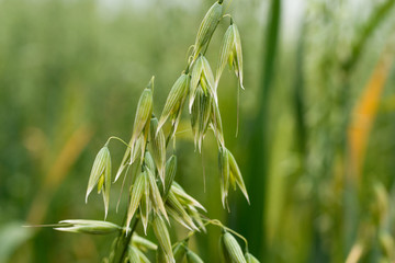 Close up of oats growing in field 